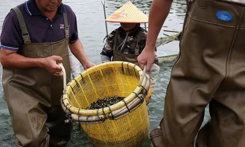 Thương chiến lan đến sản phẩm bình dân nhất: Mỹ áp thuế 170% khiến một ngành nuôi cá Trung Quốc lao đao, 10 người thì 1 người có nguy cơ mất việc