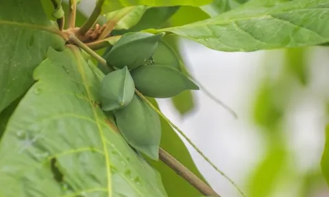 Tắm nước lá bàng có chữa khỏi bệnh thủy đậu?