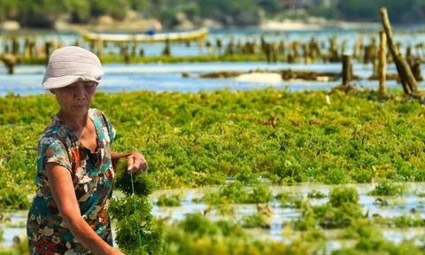 Loại rau dại mọc ở biển xưa người Việt chẳng ngó ngàng, nay được xem như “thuốc tiên”, ăn 1 thìa bằng uống ly sữa bò