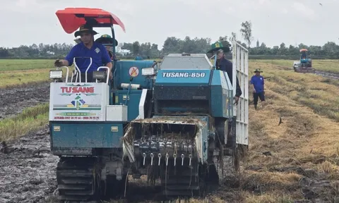 'Biến rơm rạ thành vàng': Nông dân Cần Thơ tiên phong ứng dụng công nghệ xử lý rơm bền vững