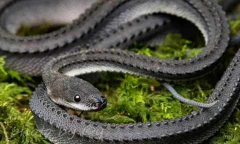 Loài rắn kỳ lạ chỉ thấy ở Đông Nam Á, có vảy cứng như rồng