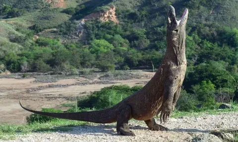 Những phát hiện bất ngờ về rồng Komodo