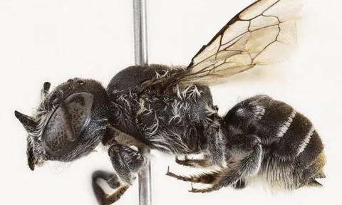 Phát hiện loài ong có cặp sừng kỳ lạ