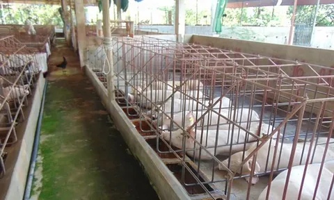 Giá heo hơi hôm nay, 22-11: Bật tăng ở hầu hết các vùng miền