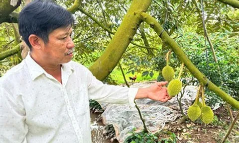 Đam mê ‘cây tỷ đô’, anh nông dân ở xứ cù lao thu hàng tỷ đồng mỗi năm