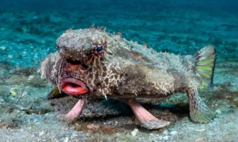 Những loài động vật có hình thù kỳ dị