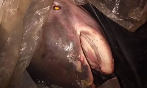 "Quái vật" 230kg trên sông Mê Kông lộ diện, giới khoa học "lo ngại"