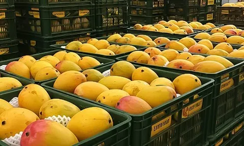 Loại quả của Việt Nam khiến cựu Đại sứ Hoa Kỳ phải khen ngợi 'ngon nhất thế giới': Chiếm 97% thị phần ở Trung Quốc, diện tích trồng hơn 110.000 ha