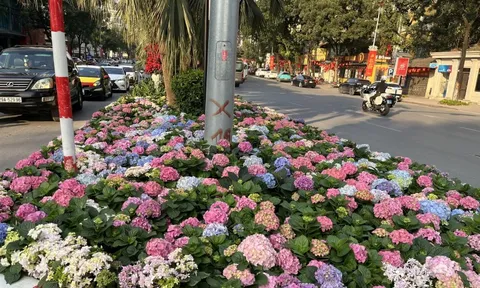 Sắc hoa điểm tô không gian đô thị Hà Nội, người dân đua nhau "check in"