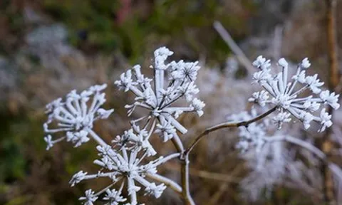 Tiết Đại Hàn là gì và kéo dài bao lâu trong năm 2026?