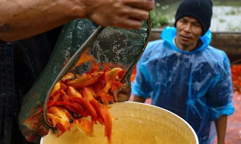 Nhộn nhịp thủ phủ cá chép đỏ cúng Tết ông Công, ông Táo