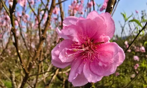 Hoa đào nở rộ, người trồng đào lo mất Tết