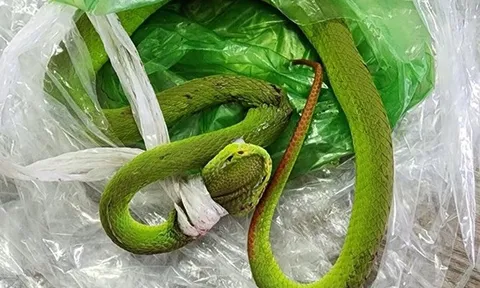 Đi làm rẫy, nam thanh niên 19 tuổi bị con vật quen thuộc đuôi đỏ cắn nguy hiểm