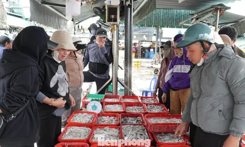 Ngư dân miền Trung trúng 'lộc' mực nháy dịp áp Tết