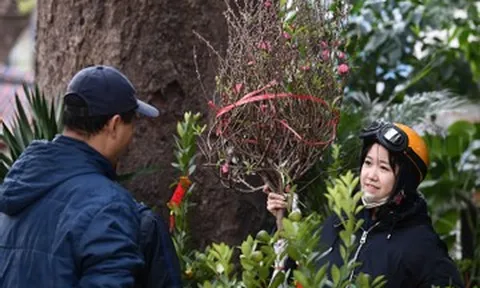 Thay cha 'đi Tết'