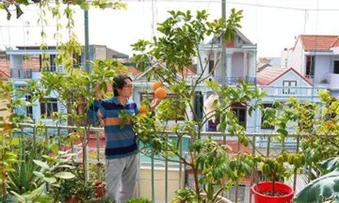 Vợ chồng Thanh Hóa làm vườn trên cao giữa lòng phố, nuôi cá, chăn đàn gà 48 con