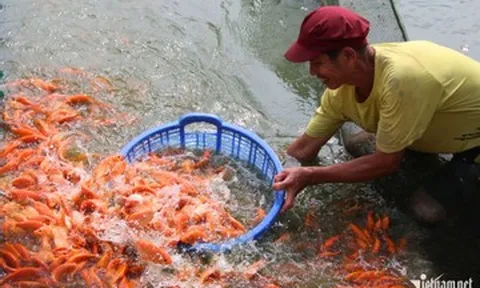 Làng cá chép Đồng Nai tất bật trước ngày ông Công ông Táo