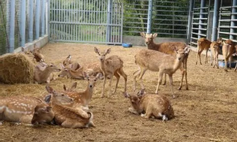 Cải tạo chuồng cũ nuôi hươu sao, nông dân miền Tây thu 300 triệu/năm