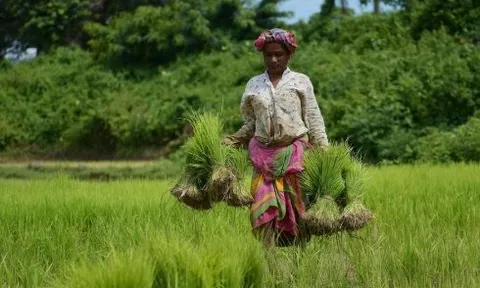 Vừa cấm nhập khẩu 3 tháng, khách ruột gạo Việt đón tin vui