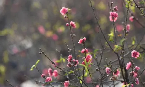 Bài khấn tất niên ngắn gọn theo chuyên gia phong thuỷ