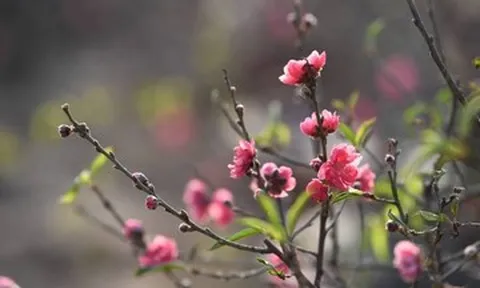 Lời chúc Tết bằng tiếng Anh hay, ý nghĩa mừng năm mới 2026