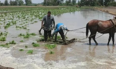 Philippines, Indonesia dừng nhập khẩu, điểm danh loạt doanh nghiệp xuất khẩu gạo vẫn đón tin vui