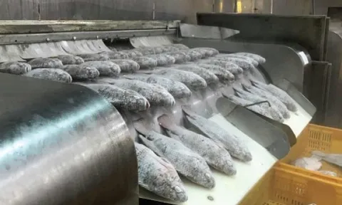 Kho báu dưới nước của Việt Nam 'hớp hồn' Mỹ, Brazil: thu về gần 100 triệu USD, một DN xuất khẩu có lợi nhuận tăng gấp 21 lần