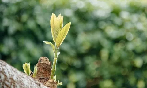 Biết ơn những dang dở để trưởng thành