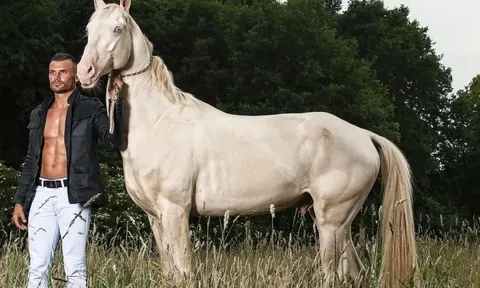 Giống ngựa 'dát vàng' quý hiếm, đẹp thoát tục như tranh vẽ