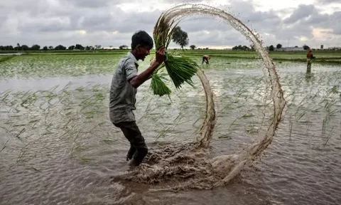 Vừa tuyên bố sẽ tự túc lương thực, quốc gia Đông Nam Á chốt đơn 1.000 tấn gạo từ Mỹ, sẽ được miễn thuế với 172 mặt hàng