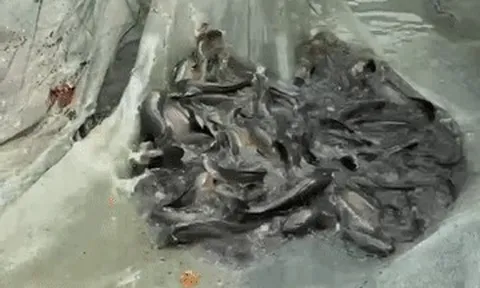 Làng nuôi cá lóc ở Đồng Nai tất bật 'chốt đơn' trước ngày vía Thần Tài