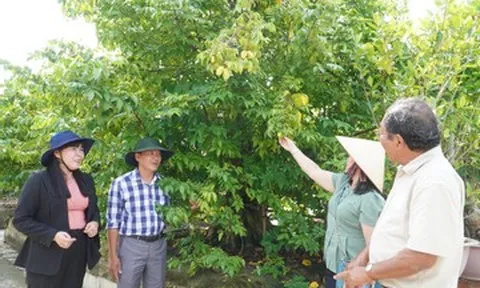 'Bí mật' sau vườn kiểng bonsai bạc tỷ của người đàn ông ở Cần Thơ