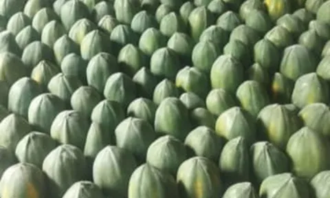 Loại quả "tốt nhất thế giới", ở Việt Nam hễ ra chợ là thấy