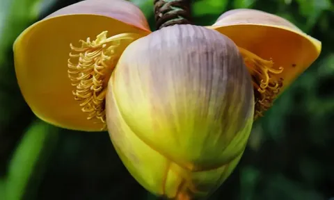 Loại rau xưa “cứu đói”, nay được ví như “nhân sâm của người nghèo” chợ Việt bán nhiều