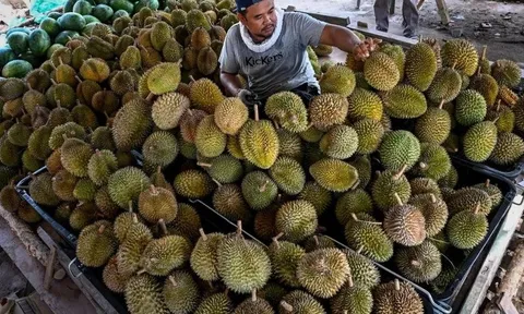 Buồn của thủ phủ sầu riêng Đông Nam Á: 'Năm ngoái tôi thu hoạch khoảng 3.500 quả/300 cây, năm nay còn có 500 quả'