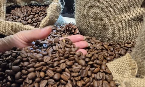 Giá cà phê hôm nay 11-3: Đồng loạt giảm giá, Indonesia sắp bước vào thu hoạch