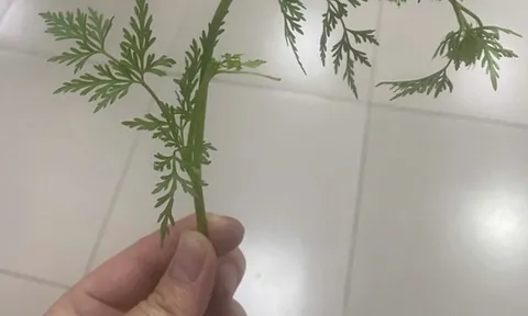 Hái rau cần dại về ăn, 3 người bỗng buồn nôn, khó thở nguy kịch