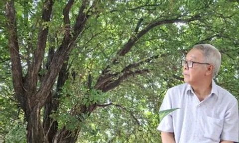 Cây hoa trắng gần trăm năm tỏa hương bên khu mộ ‘vua tiểu thuyết Nam Bộ’