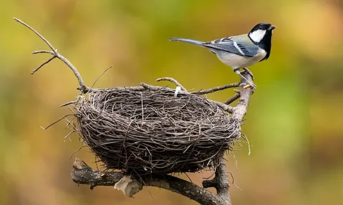 Hiệu trưởng từ chối dỡ tổ chim cho học sinh lớp 12 ôn thi