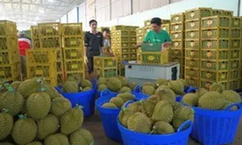 Xuất khẩu sầu riêng sang Trung Quốc tăng gần 400%