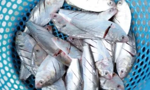 Loại cá 40 nghìn/kg là đặc sản được ưa chuộng, giàu DHA và canxi, thịt ngọt ít xương con ăn thun thút