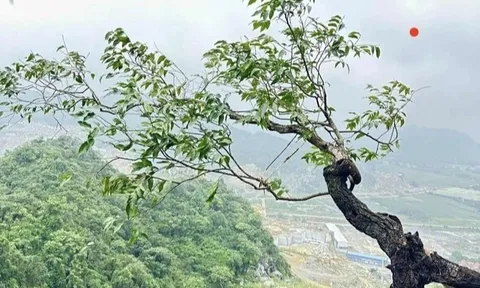 Loài cây khiến cơ quan chức năng phải vào cuộc