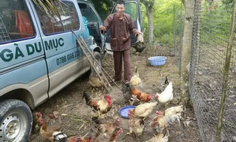 Người đàn ông mang gà chín cựa về Lễ hội Đền Hùng, tiết lộ điều đặc biệt