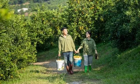 Cho thuê nhà ở Hà Nội, vợ chồng về quê làm vườn cam 3ha, bị chê 'gàn dở'