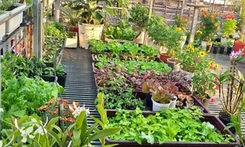 Người phụ nữ TPHCM bỏ chơi phong lan, biến sân thượng thành vườn rau xanh mướt