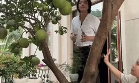 Việt Hương thu hoạch bưởi trong biệt thự 300 tỷ đồng, Trấn Thành đi mát xa