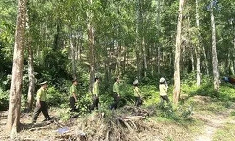 Gia Lai “gom” 29 ban quản lý rừng phòng hộ về một đầu mối