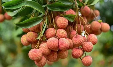 Loại trái cây đặc trưng của mùa hè, nhiều người mê nhưng một số nhóm người nên hạn chế ăn