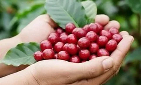 Giá cà phê giảm, gạo xuất khẩu chững lại