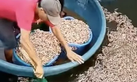 50.000 con tôm chết trắng, chủ hồ phát hiện vật lạ dưới đáy ao